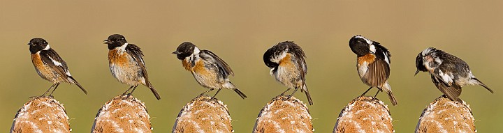 Schwarzkehlchen Saxicola torquata Common Stonechat