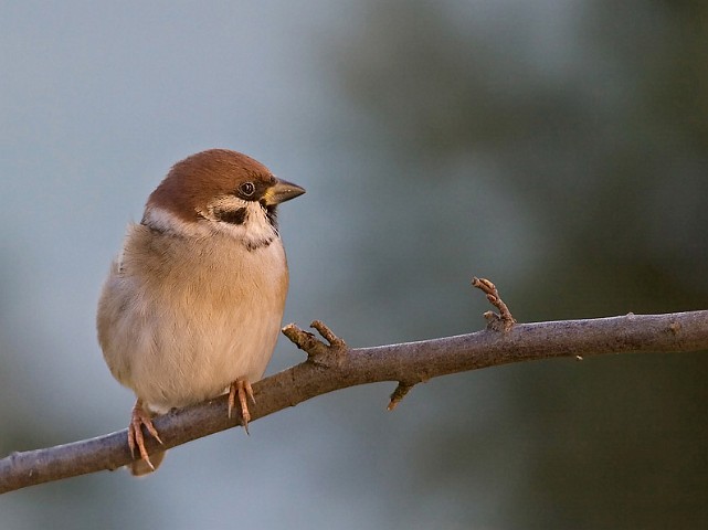 Feldsperling