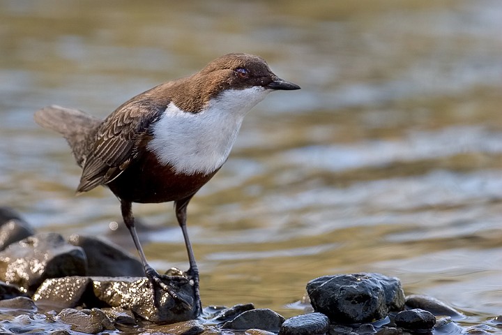 Wasseramsel Cinclus cinclus