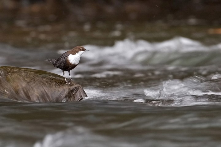 Wasseramsel Cinclus cinclus