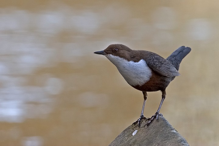 Wasseramsel Cinclus cinclus