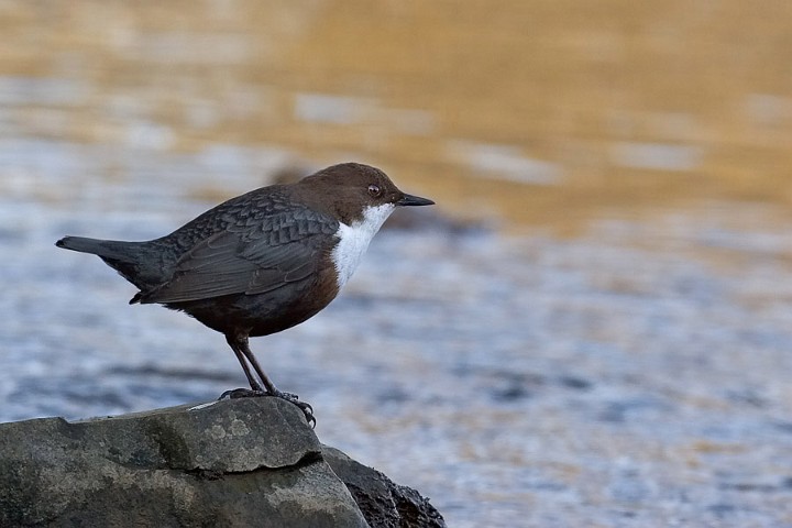 Wasseramsel Cinclus cinclus