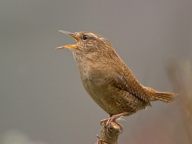 Zaunknig Troglodytes troglodytes