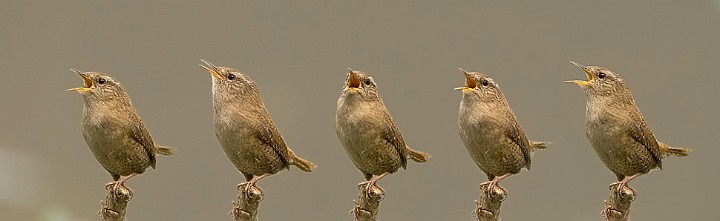 Zaunknig Troglodytes troglodytes