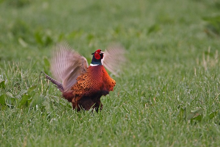 Fasan Phasianus colchicus Common Pheasant