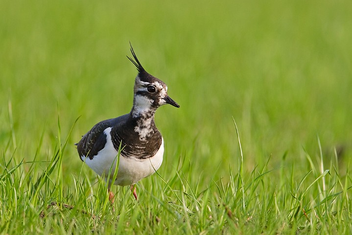 Kiebitz Vanellus vanellus Northern Lapwing