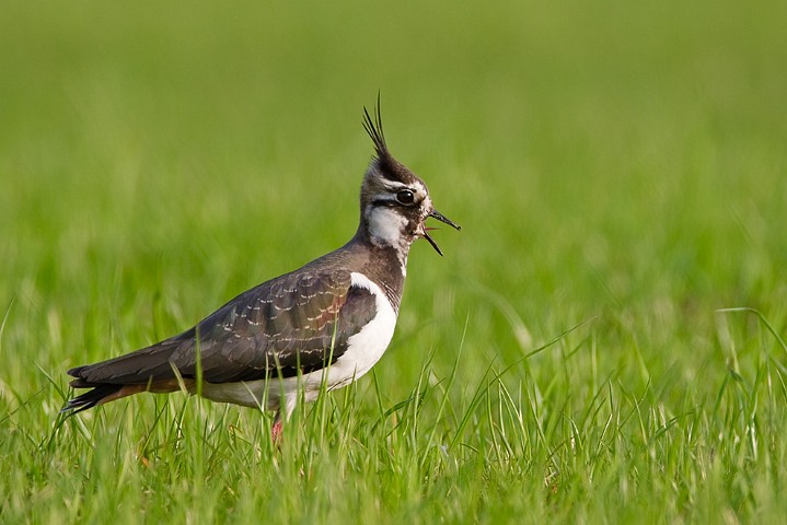 Kiebitz Vanellus vanellus Northern Lapwing