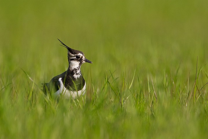 Kiebitz Vanellus vanellus Northern Lapwing