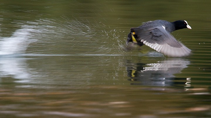 Blhuhn Fulica atra Common Coot 