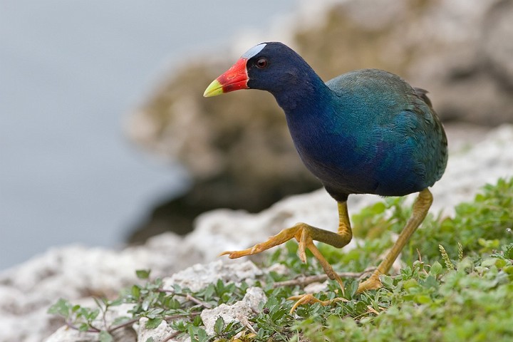 Purpurhuhn Porphyrio porphyrio Purple Swamphen