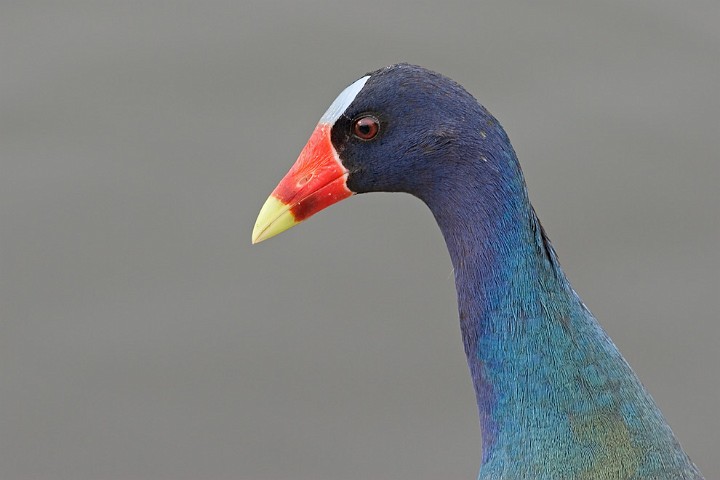 Purpurhuhn Porphyrio porphyrio Purple Swamphen