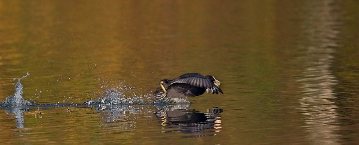 Blhuhn Fulica atra Common Coot 