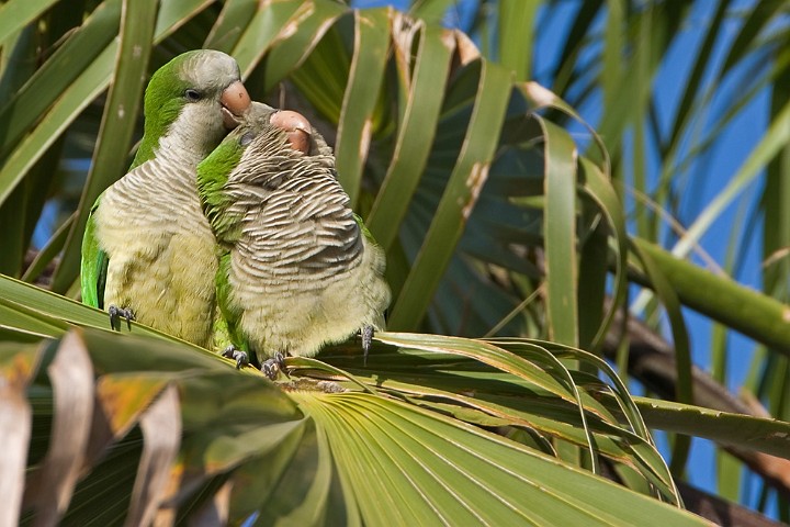 Mnchsittich Mysiopsitta monachus Monk Parakeet