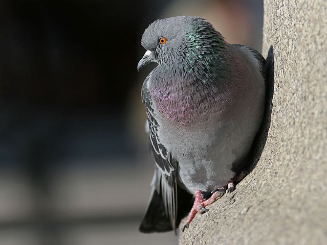Strassentaube