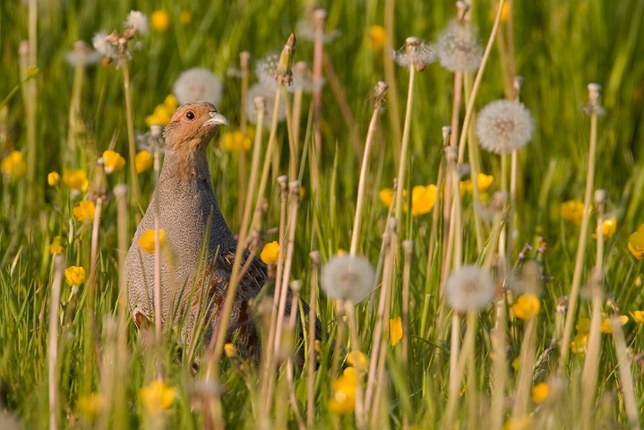 Rebhuhn Perdix perdix Grey Partridge