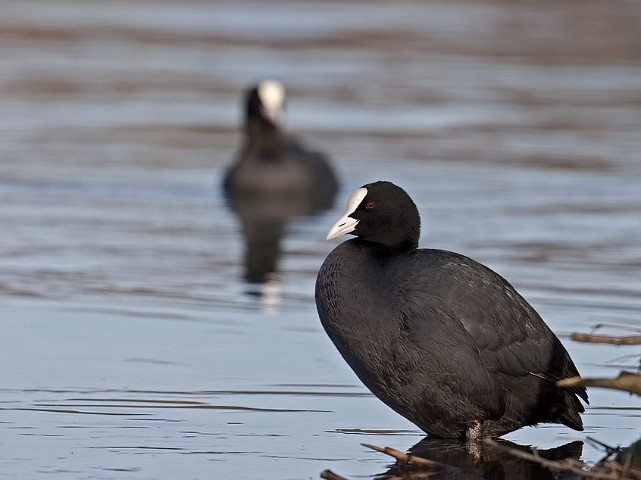 Blhuhn Fulica atra Common Coot 