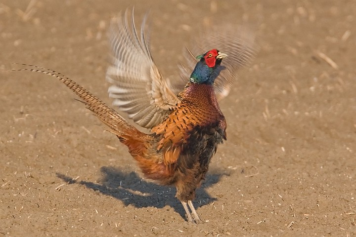 Fasan Phasianus colchicus Common Pheasant