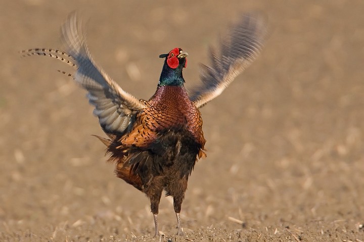 Fasan Phasianus colchicus Common Pheasant