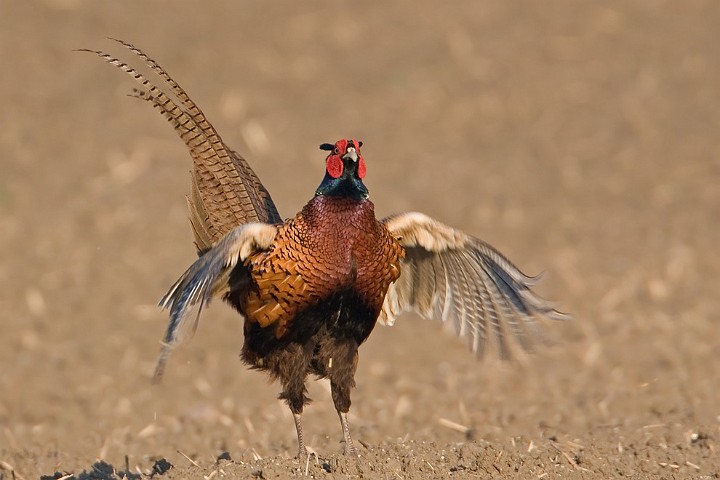 Fasan Phasianus colchicus Common Pheasant