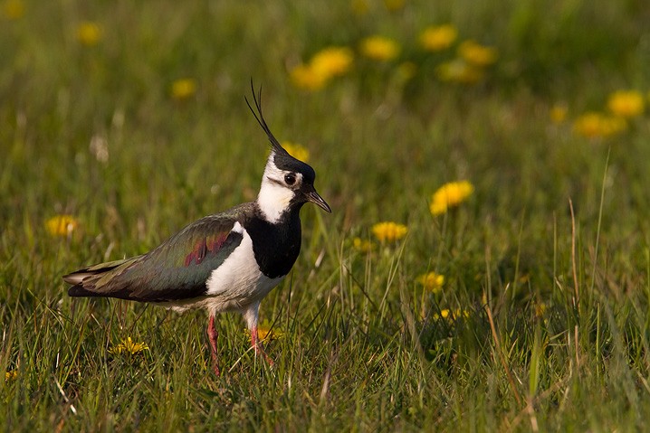 Kiebitz Vanellus vanellus Northern Lapwing