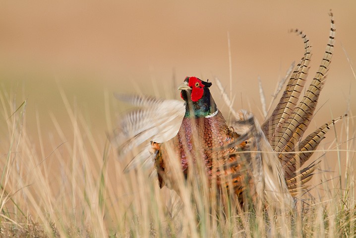 Fasan - Phasianus colchicus - Common Pheasant