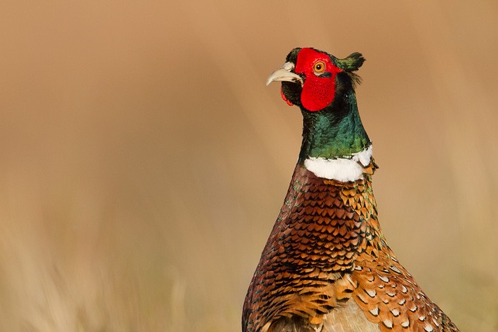 Fasan - Phasianus colchicus - Common Pheasant