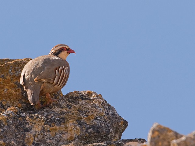 Rothuhn Alectoris rufa Red-legged Partridge