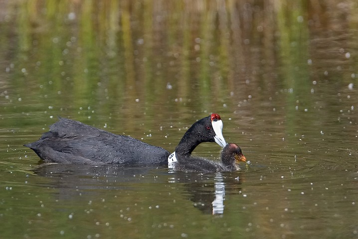 Kammblsshuhn Fulica cristata Red-knobbed Coot