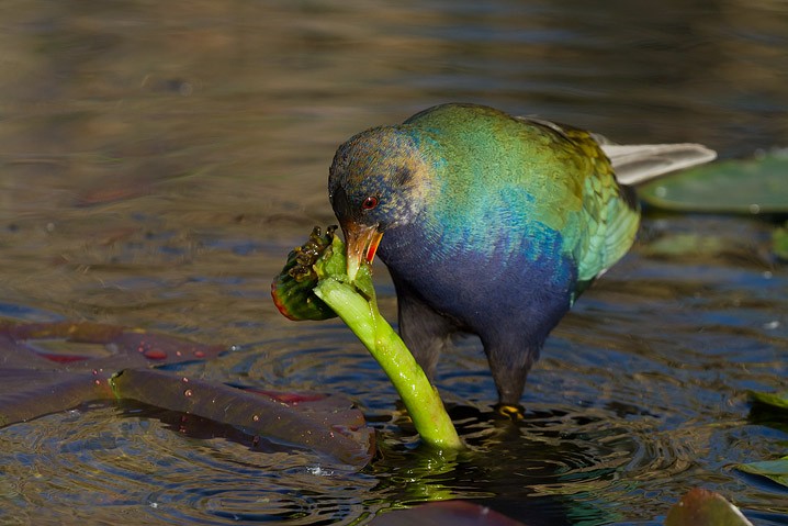 Purpurhuhn Porphyrio porphyrio Purple Swamphen