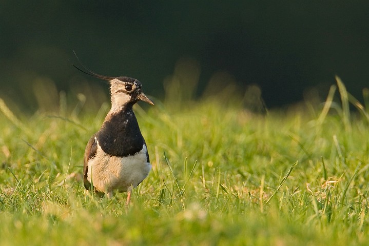 Kiebitz Vanellus vanellus Northern Lapwing 
