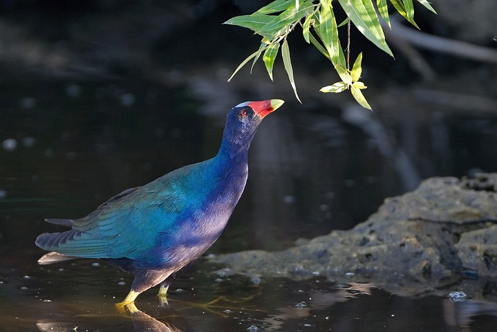 Purpurhuhn Porphyrio porphyrio Purple Swamphen 