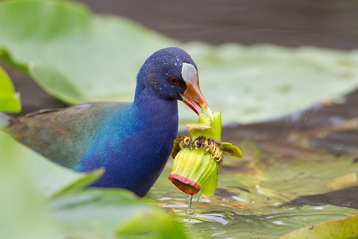 Purpurhuhn Porphyrio porphyrio Purple Swamphen 