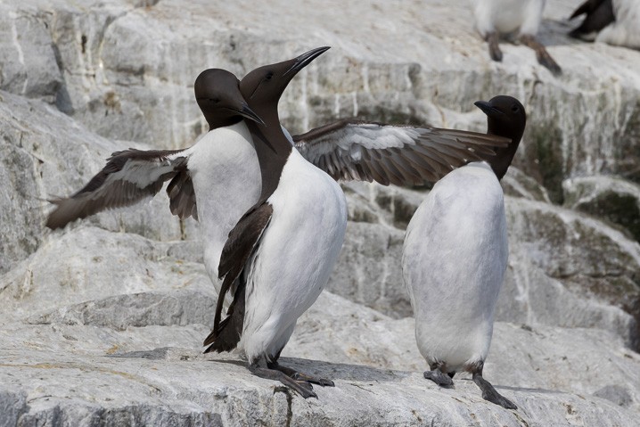 Gryllteiste Cepphus grylle Black Guillemot