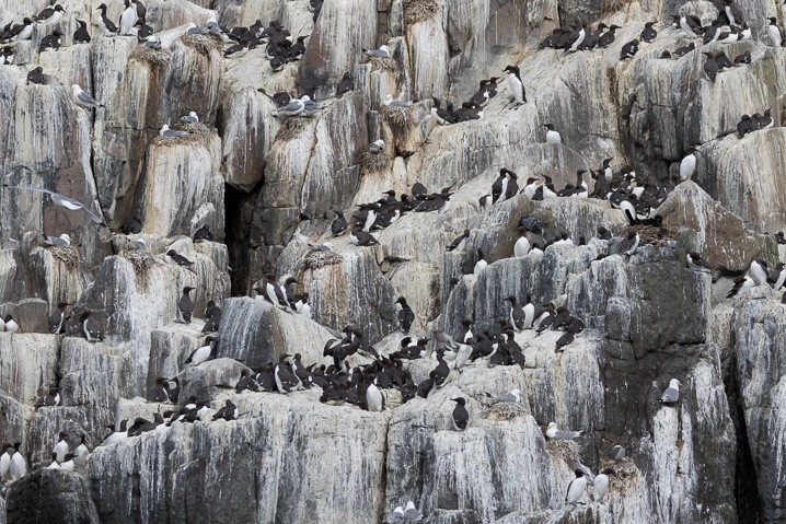 Gryllteiste Cepphus grylle Black Guillemot