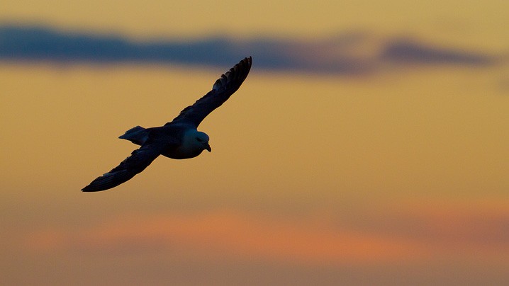 Eissturmvogel Fulmarus glacialis Northern Fulmar 