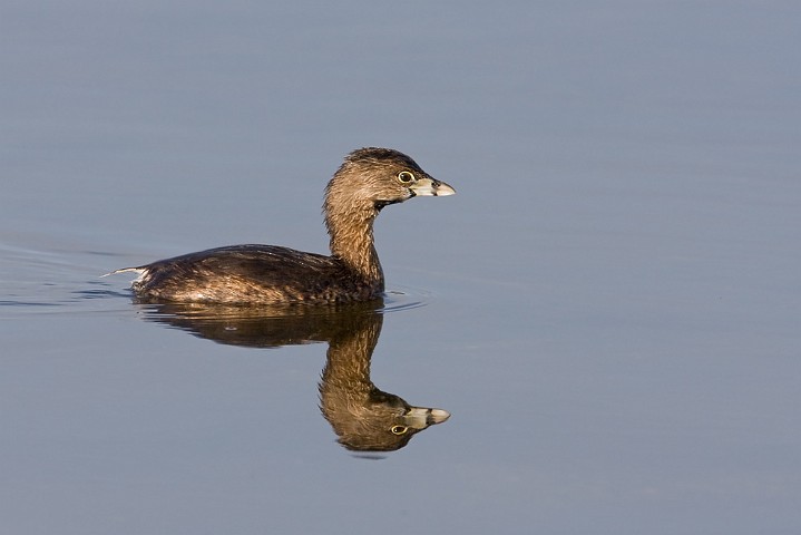 Bindentaucher Podilymbus podiceps Pied-billed Grebe