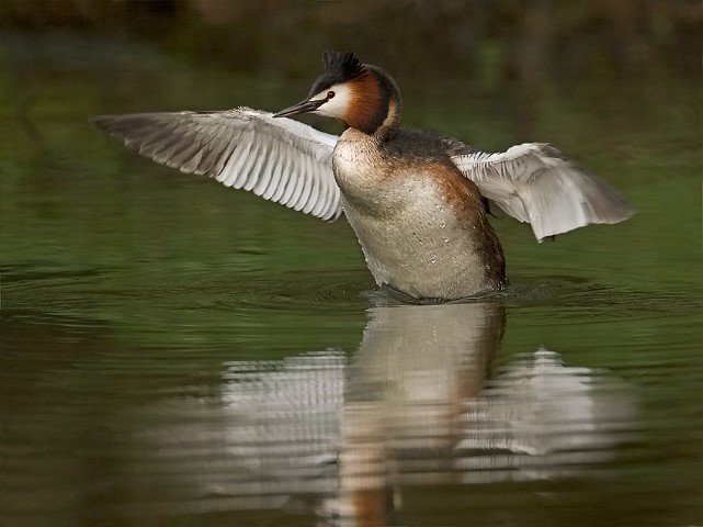 Haubentaucher Podiceps cristatus