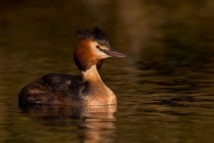 Haubentaucher Podiceps cristatus