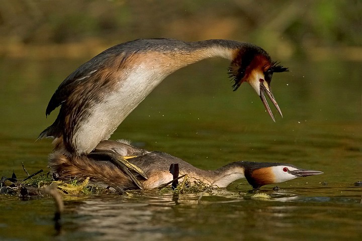 Haubentaucher Podiceps cristatus