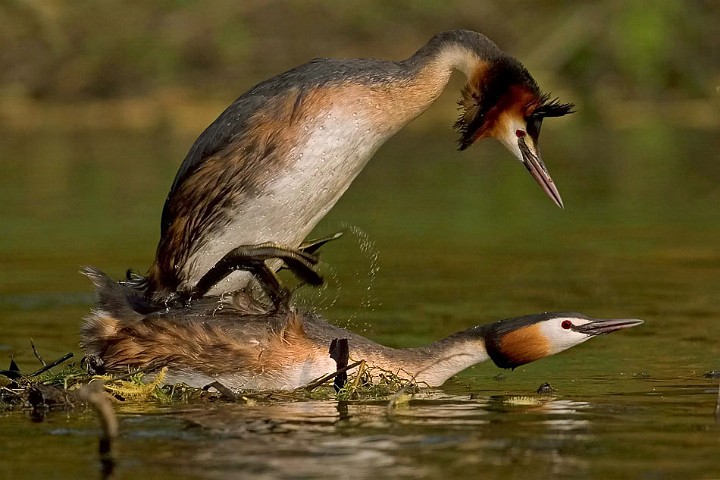 Haubentaucher Podiceps cristatus