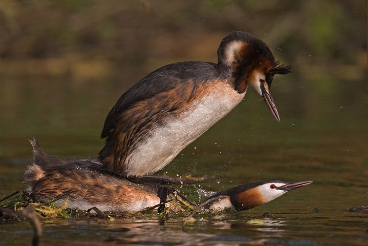 Haubentaucher Podiceps cristatus