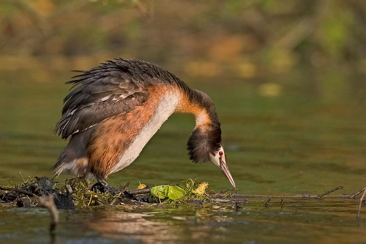 Haubentaucher Podiceps cristatus