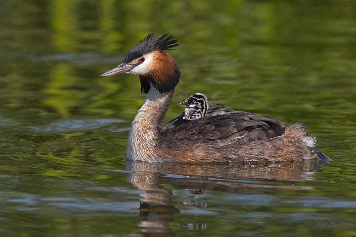 Haubentaucher Podiceps cristatus Great Crested Grebe