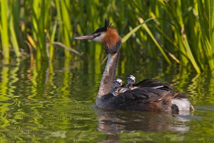 Haubentaucher Podiceps cristatus Great Crested Grebe