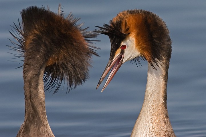 Haubentaucher Podiceps cristatus Great Crested Grebe