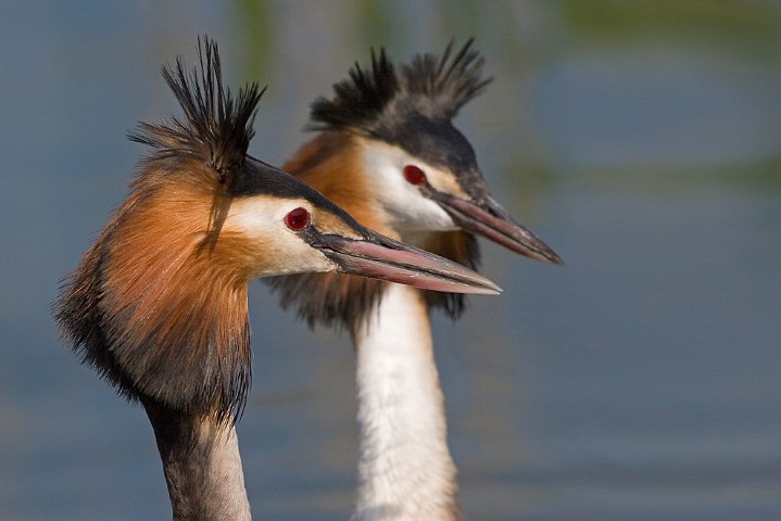 Haubentaucher Podiceps cristatus Great Crested Grebe