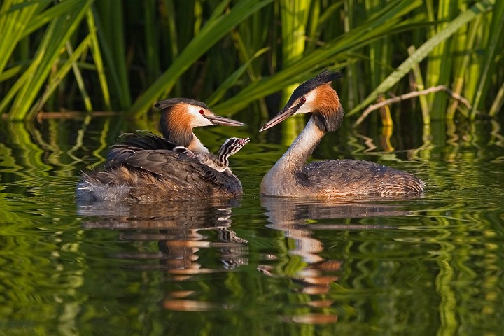 Haubentaucher Podiceps cristatus Great Crested Grebe