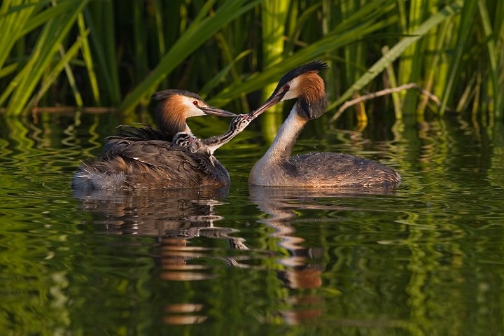 Haubentaucher Podiceps cristatus Great Crested Grebe