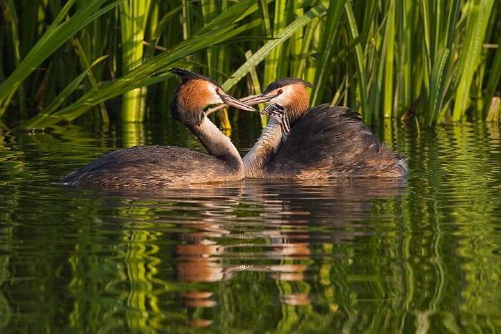 Haubentaucher Podiceps cristatus Great Crested Grebe