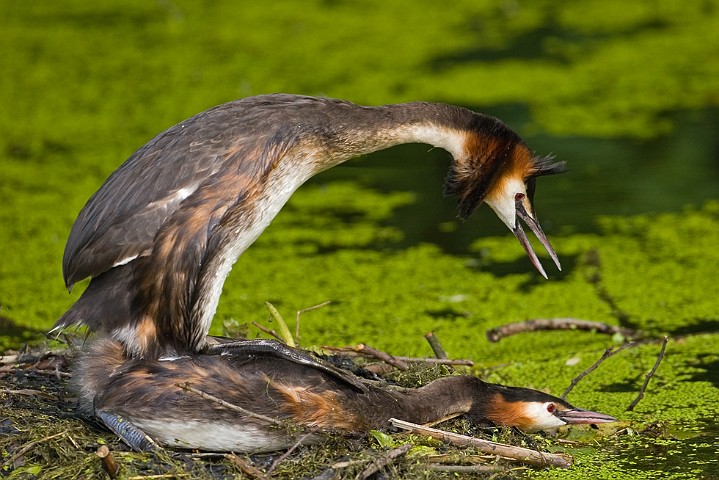 Haubentaucher - Podiceps cristatus - Great Crested Grebe 